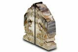 Tall Colorful Petrified Wood Bookends - Washington #382149-1